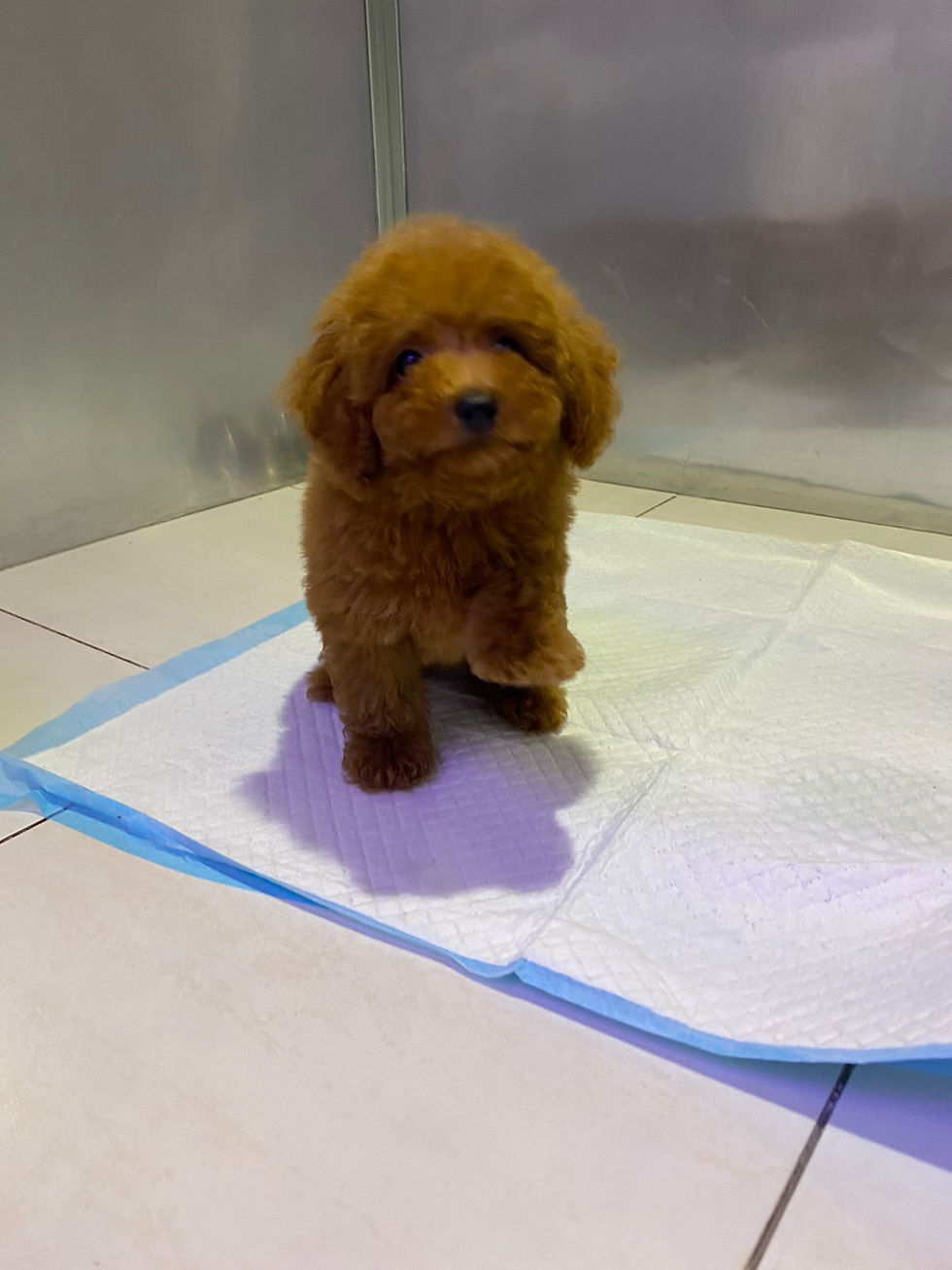 Miniature : Toy Poodles 2