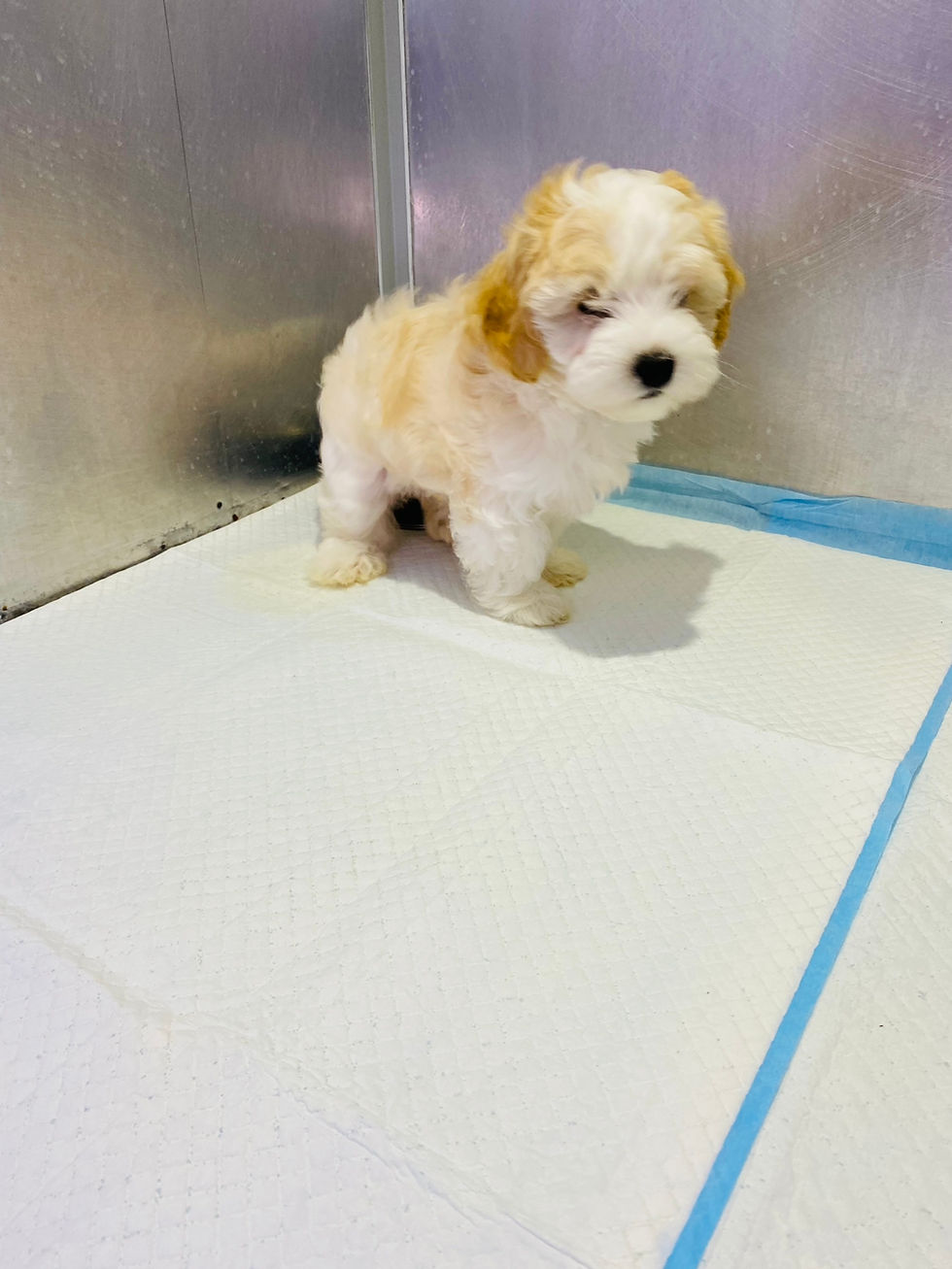 Thumbnail: Adorable maltipoo girl puppy 