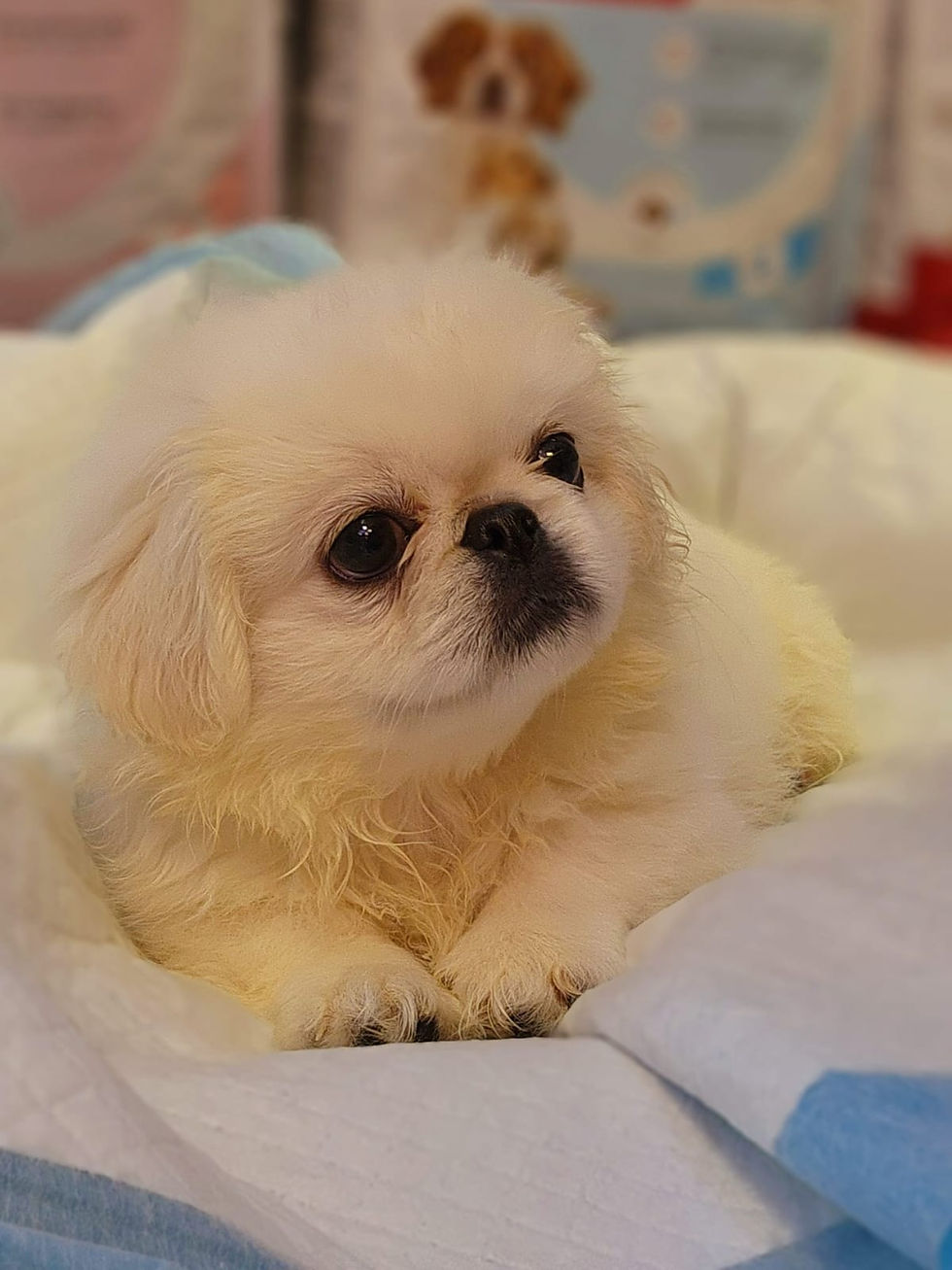 Thumbnail: Pekignese Puppies
