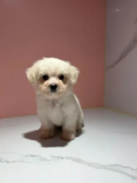 Pure White Mini Maltese Puppy