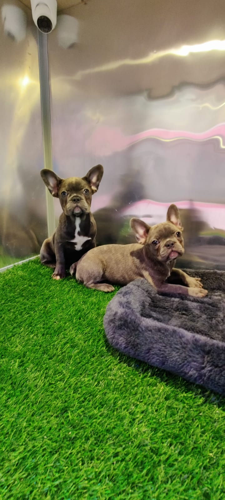 French Bulldog Puppies