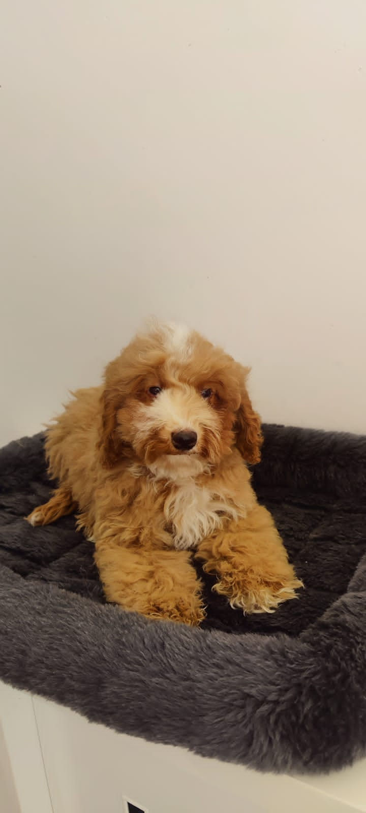 Miniature : Cocapoo Puppy 7