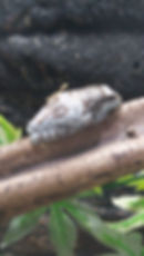 Milk frog