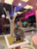 Red Brown Siberian Kitten for Sale in Dubai 1