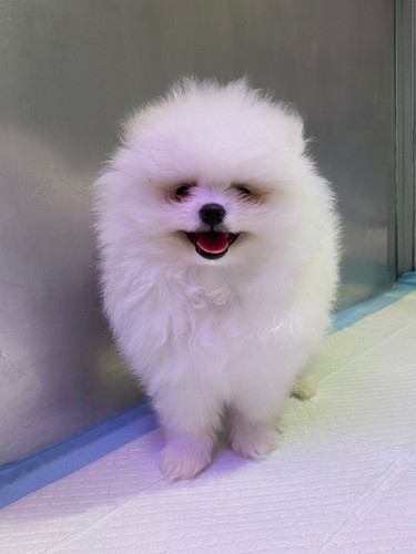 Tea Cup Pomeranian Puppies Petholicks