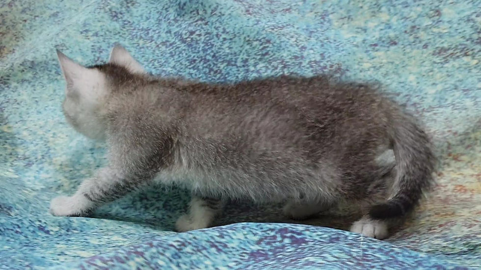 Thumbnail: Silver Chinchilla Scottish Stright kittems 3