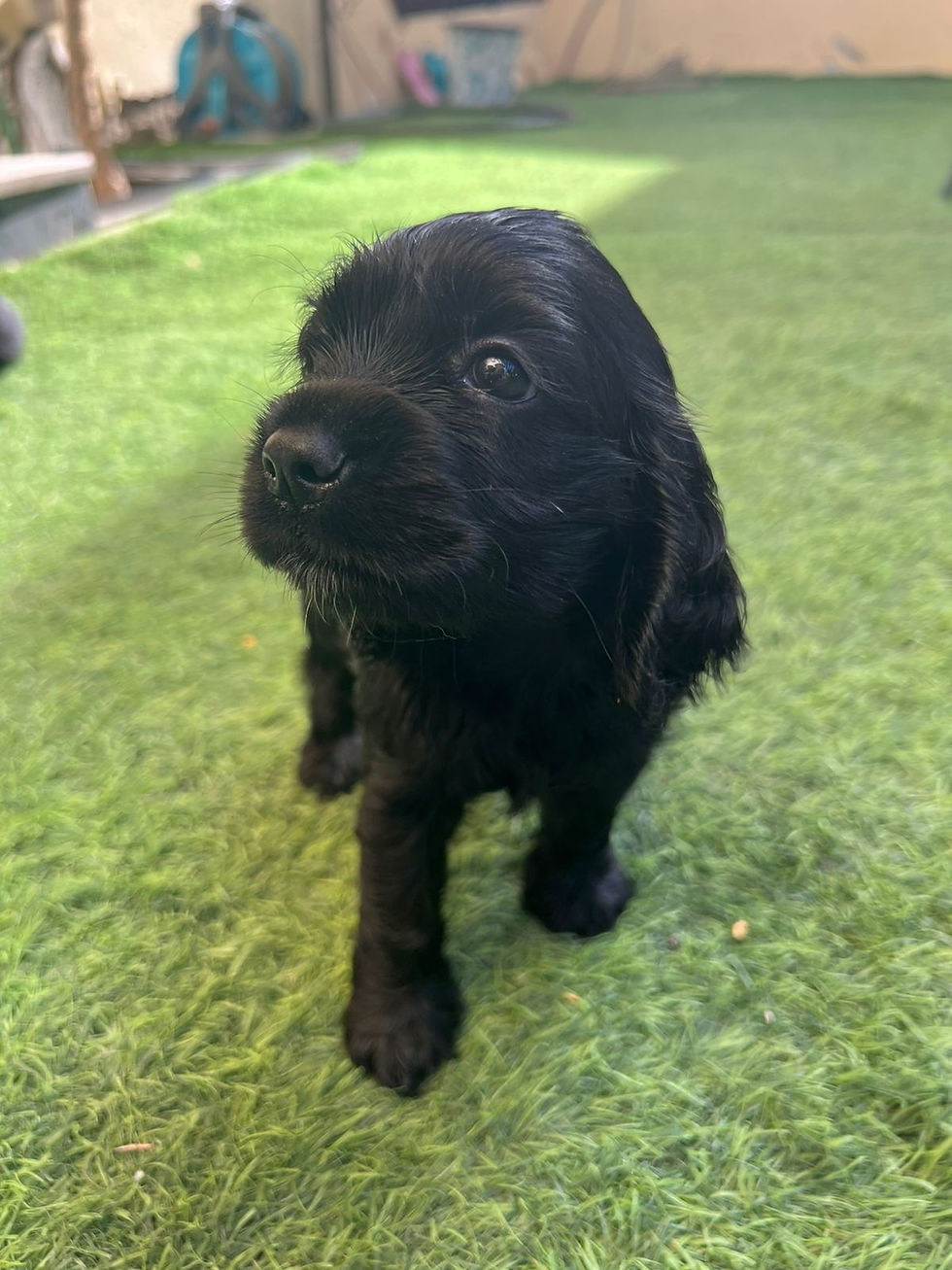 Thumbnail: Black cockier spaniel puppy 
