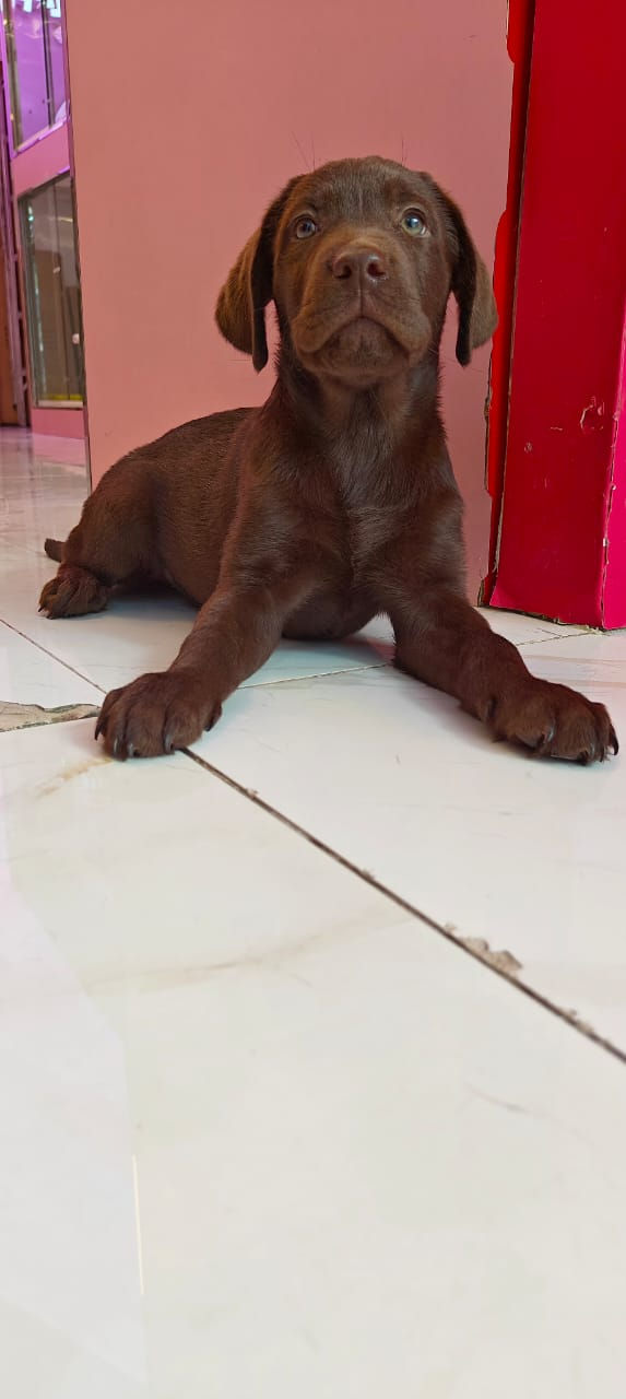 Miniature : Labrador Puppy  4