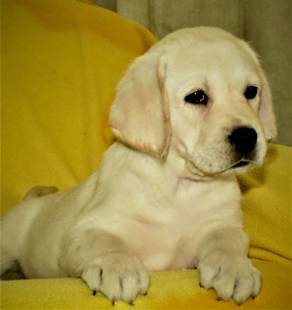 Labrador Puppy Available