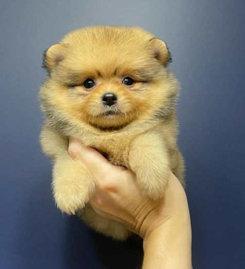 Tea Cup Pomeranian Male 1