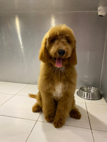 Doodle Puppy Cut Teddy Bear Goldendoodle Cut Goldendoodle