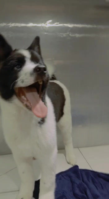 Akita Female Puppy 1