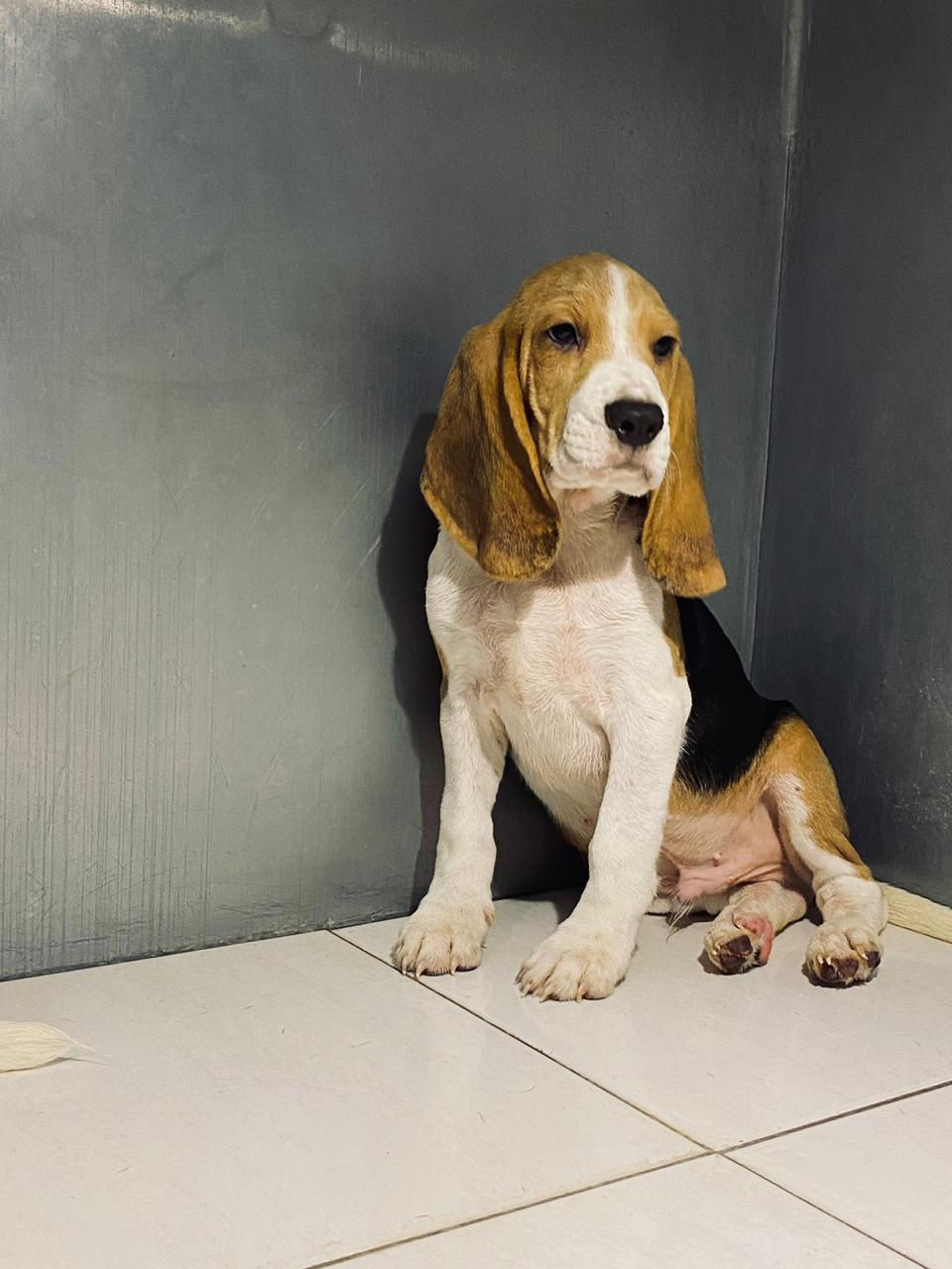 Miniature : Beagle puppies 3
