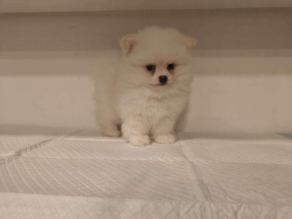 Miniature : Tea Cup Pomeranian  4