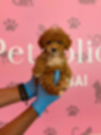 الصورة المصغرة: Maltipoo Puppy 