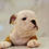 الصورة المصغرة: English Bulldog Puppies  2