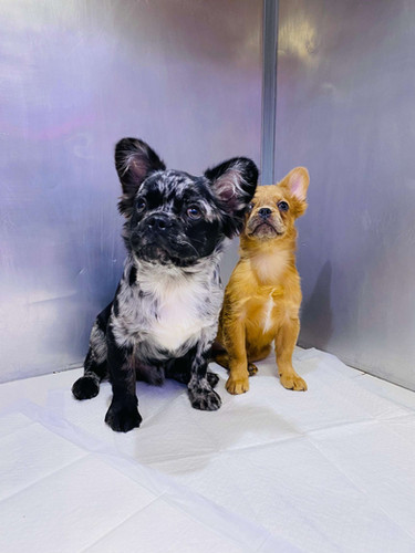 Long Haired Mini Frenchie Puppies For Sale Fluffy Cheap Frenchie