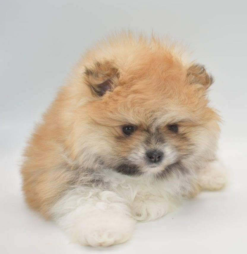 Thumbnail: Toy Pomeranian Puppy