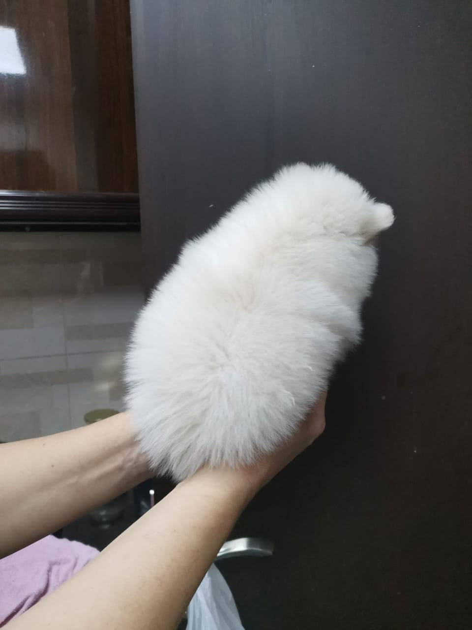 Miniature : Tea cup Pomeranian boy  2