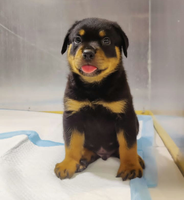 Miniature : Rott Male Puppy  4