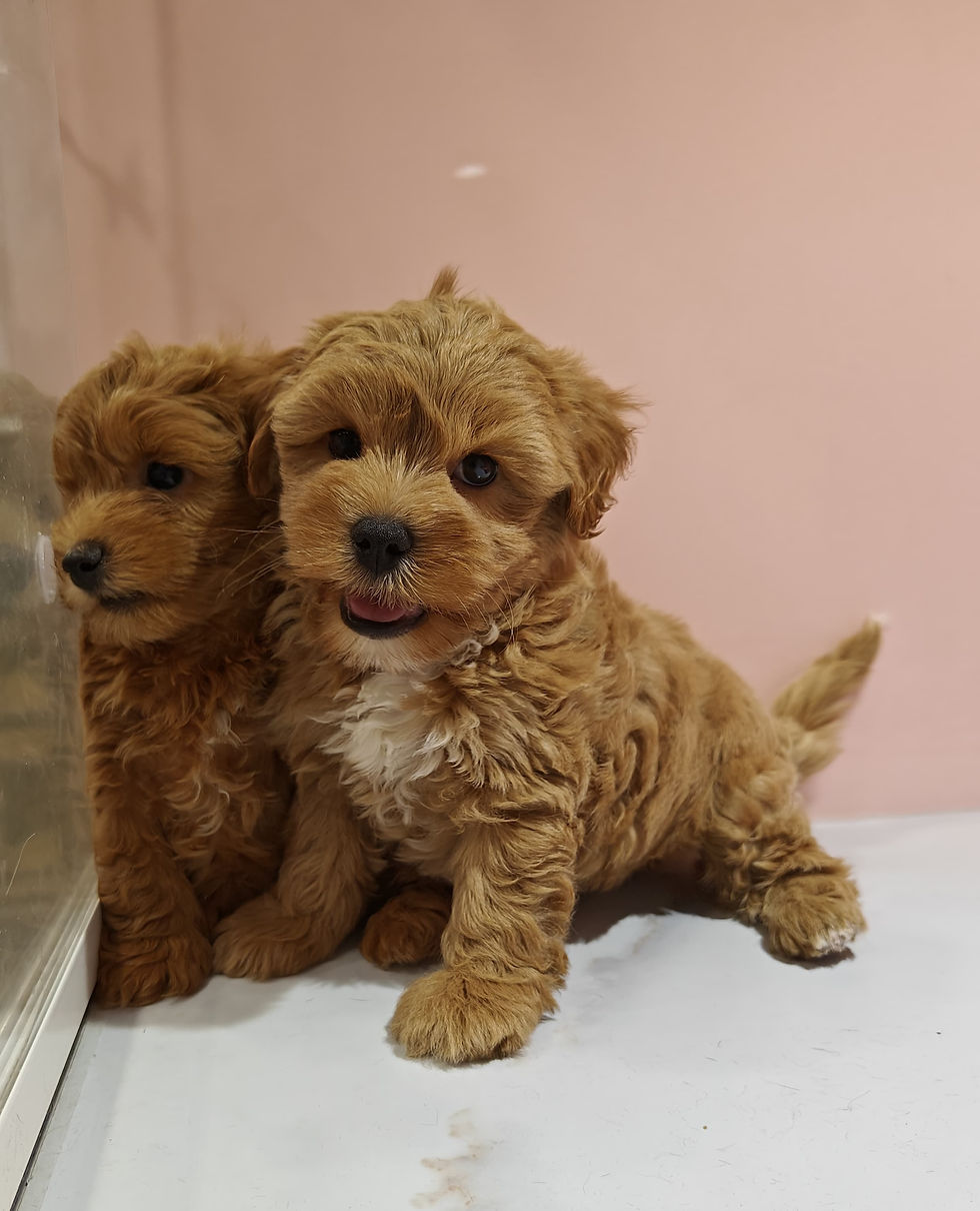 Miniature : Maltipoo Puppies  2