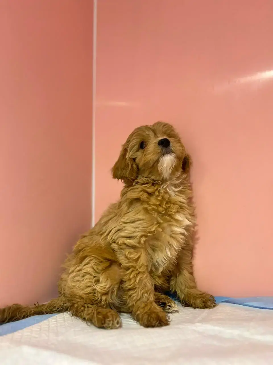 Miniatura: Cream Cavapoo Puppy for Sale in Dubai