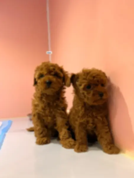 Tea Cup Poodle Puppies 