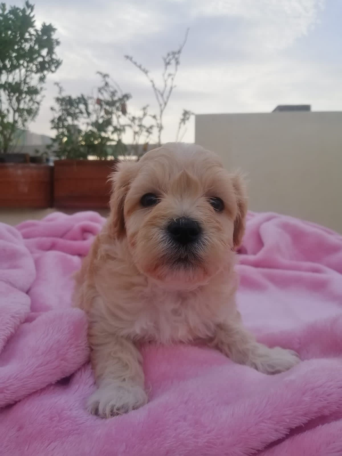 Maltipoo puppy 
