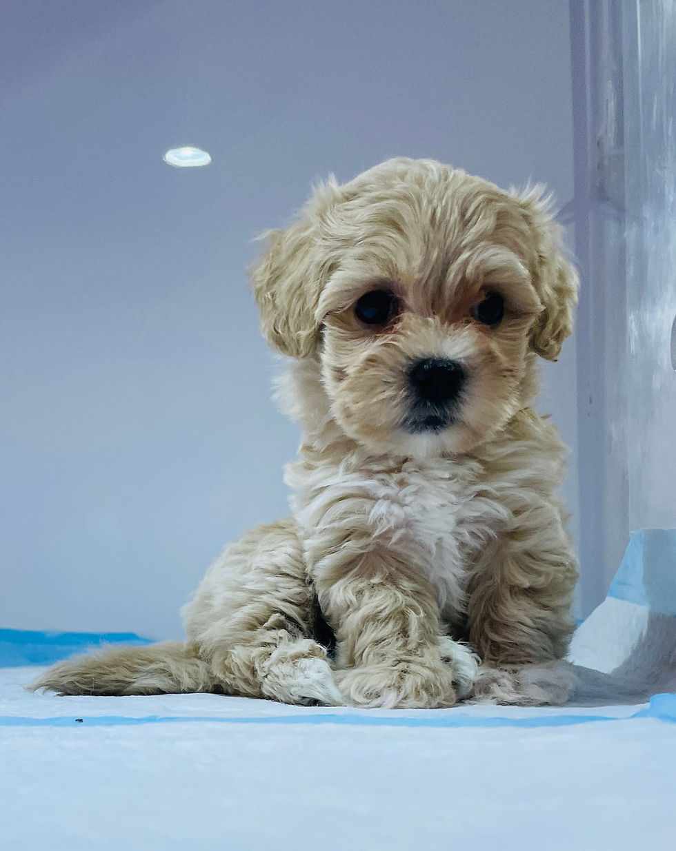 Miniature : Maltipoo  5
