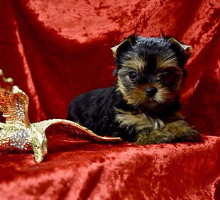 A premium Yorkshire Terrier puppy resting on red velvet, showcasing the quality from Petholicks Pet Shop Dubai.