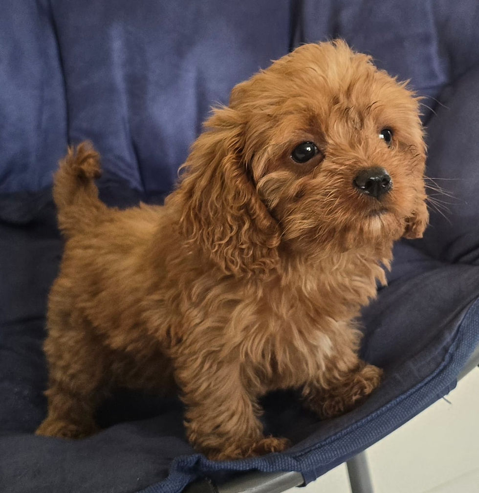 Thumbnail: Cavapoo Female 