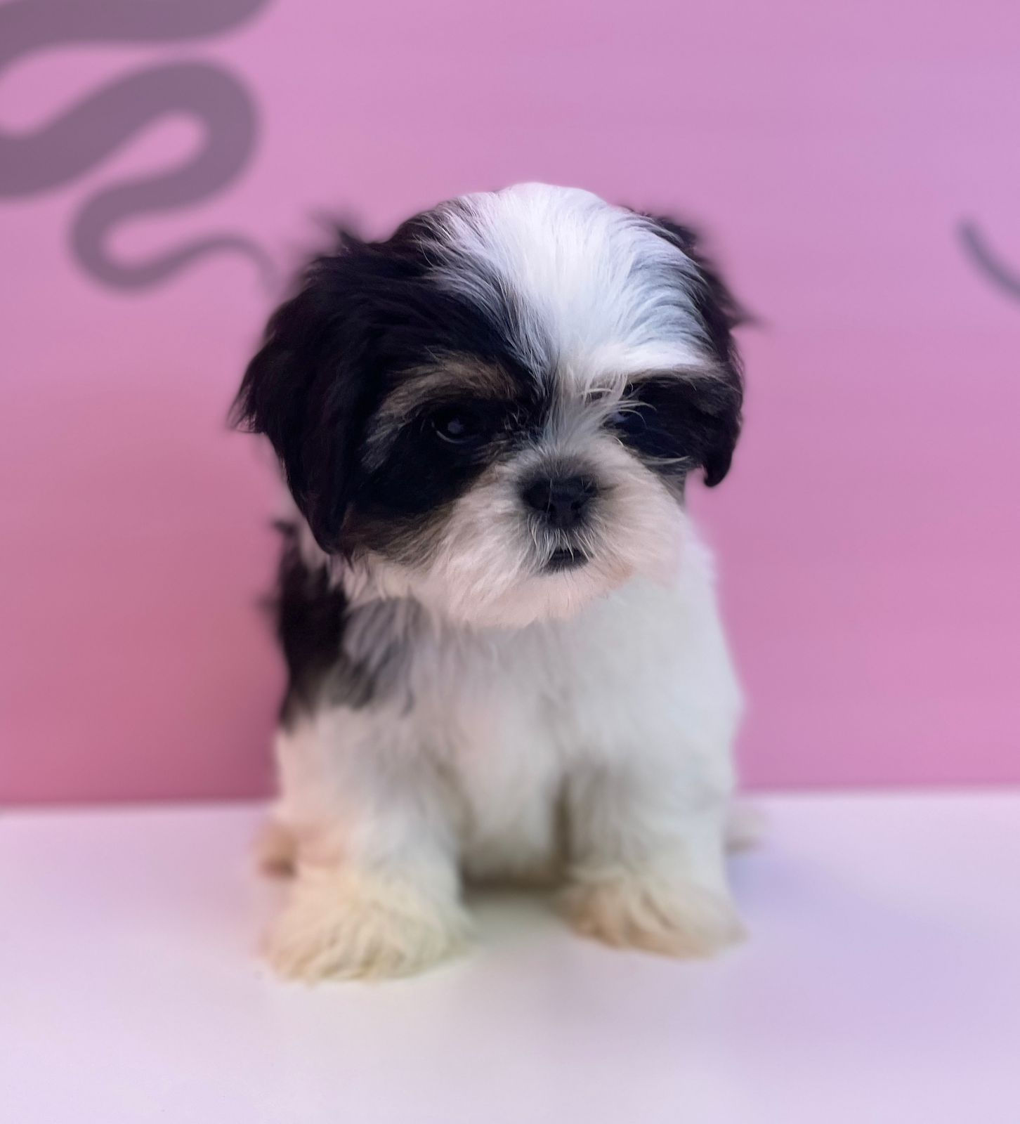 Shihtzu Male Puppy