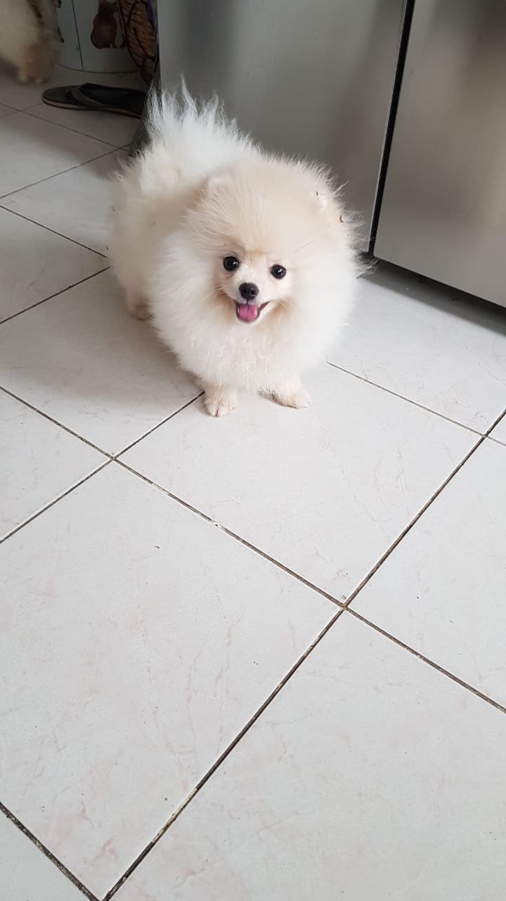 Female Pomeranian Puppy