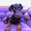 Thumbnail: Doberman puppy