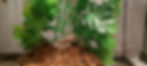 Northen frog 1
