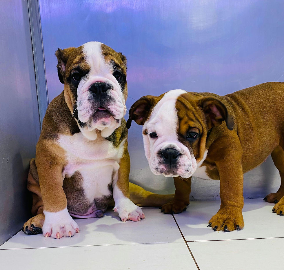 Miniature : English bulldog puppies  4