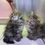 Thumbnail: Siberian Kittens  1