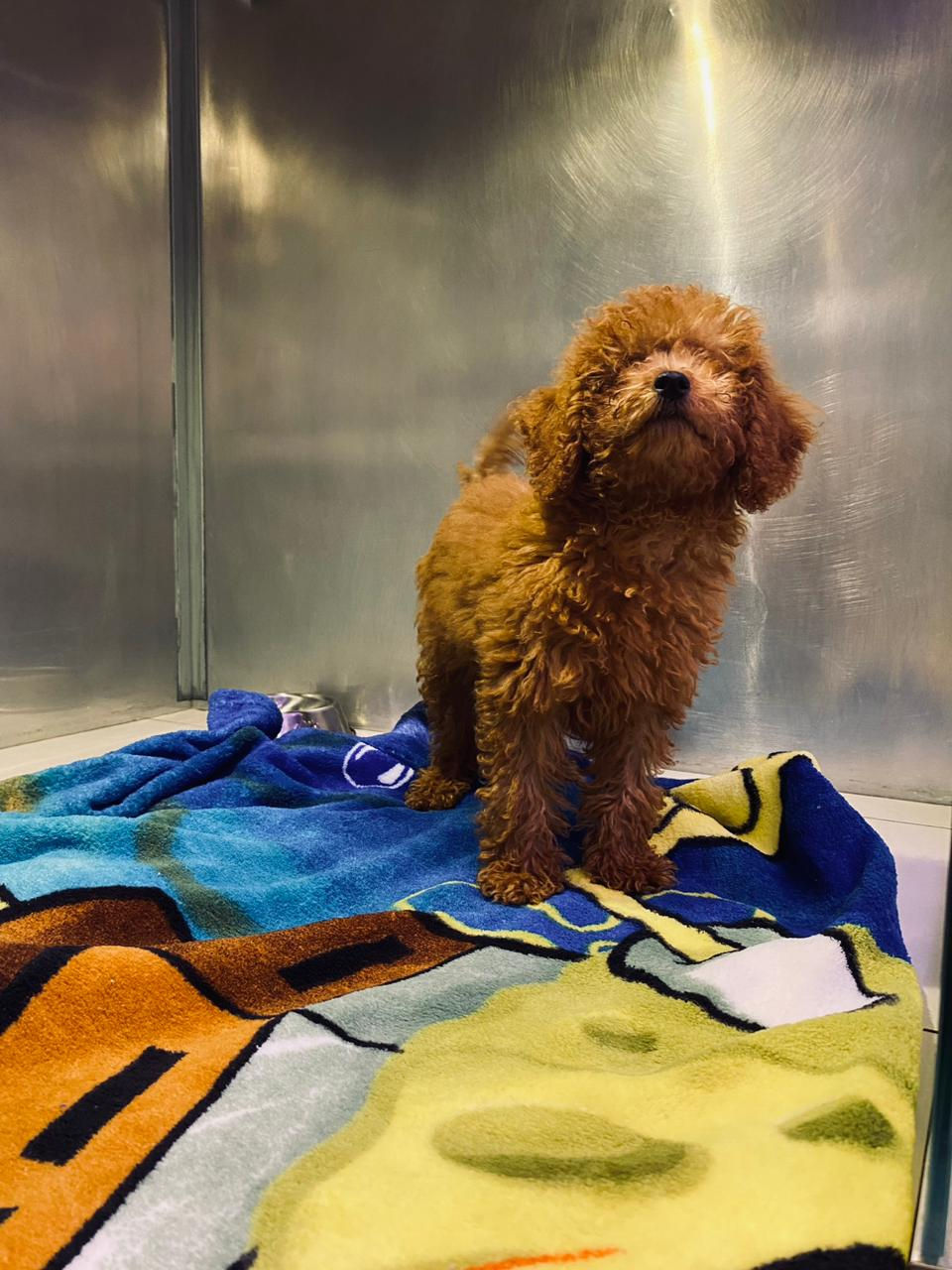 Miniature : Chiot mâle Caniche Toy