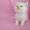 الصورة المصغرة: Punch face Female Persian  2