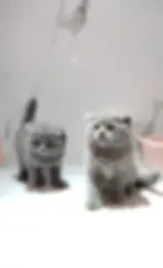 Thumbnail: Grey Female Scottish Fold Kitten