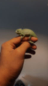 Chameleon 1