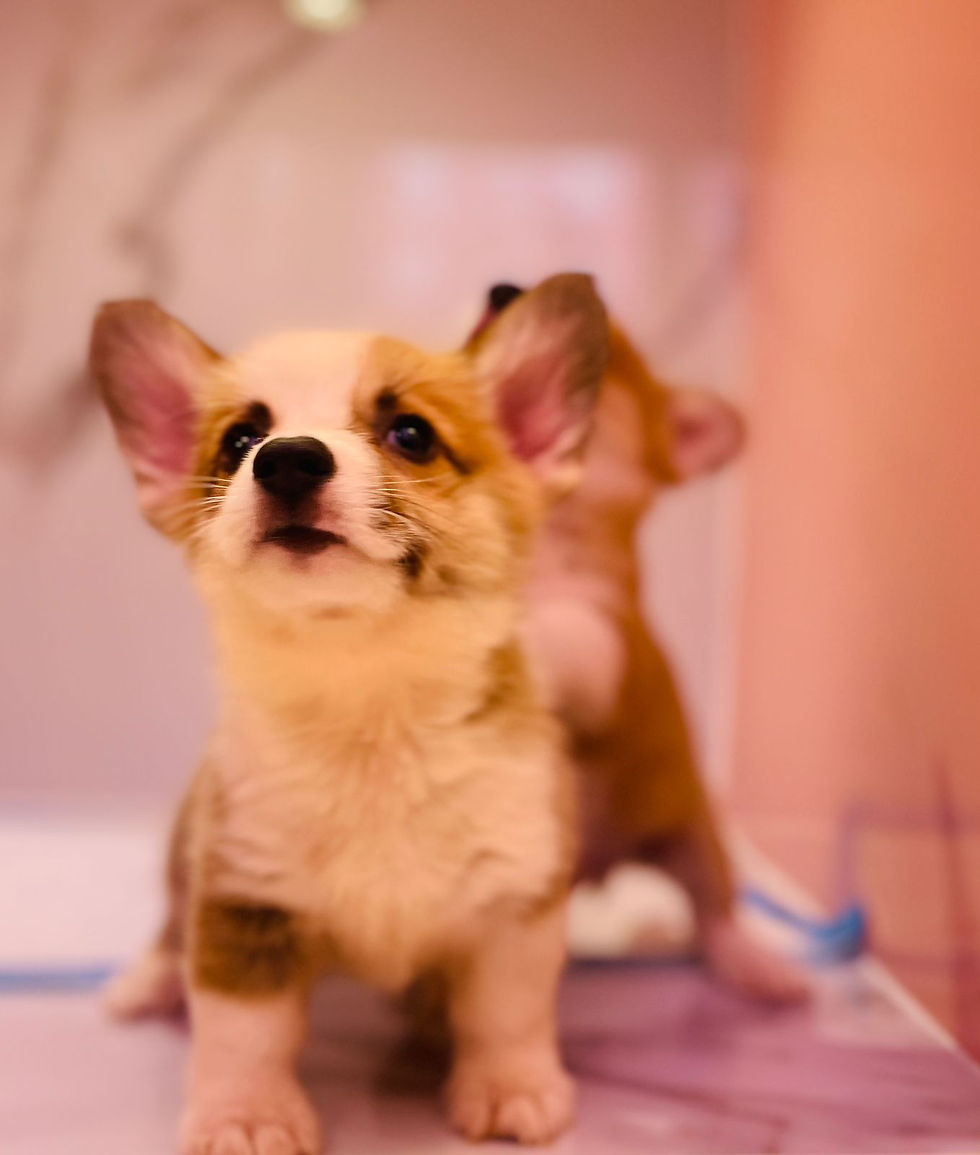 Miniatura: Pembroke Welsh Corgi Puppies 3