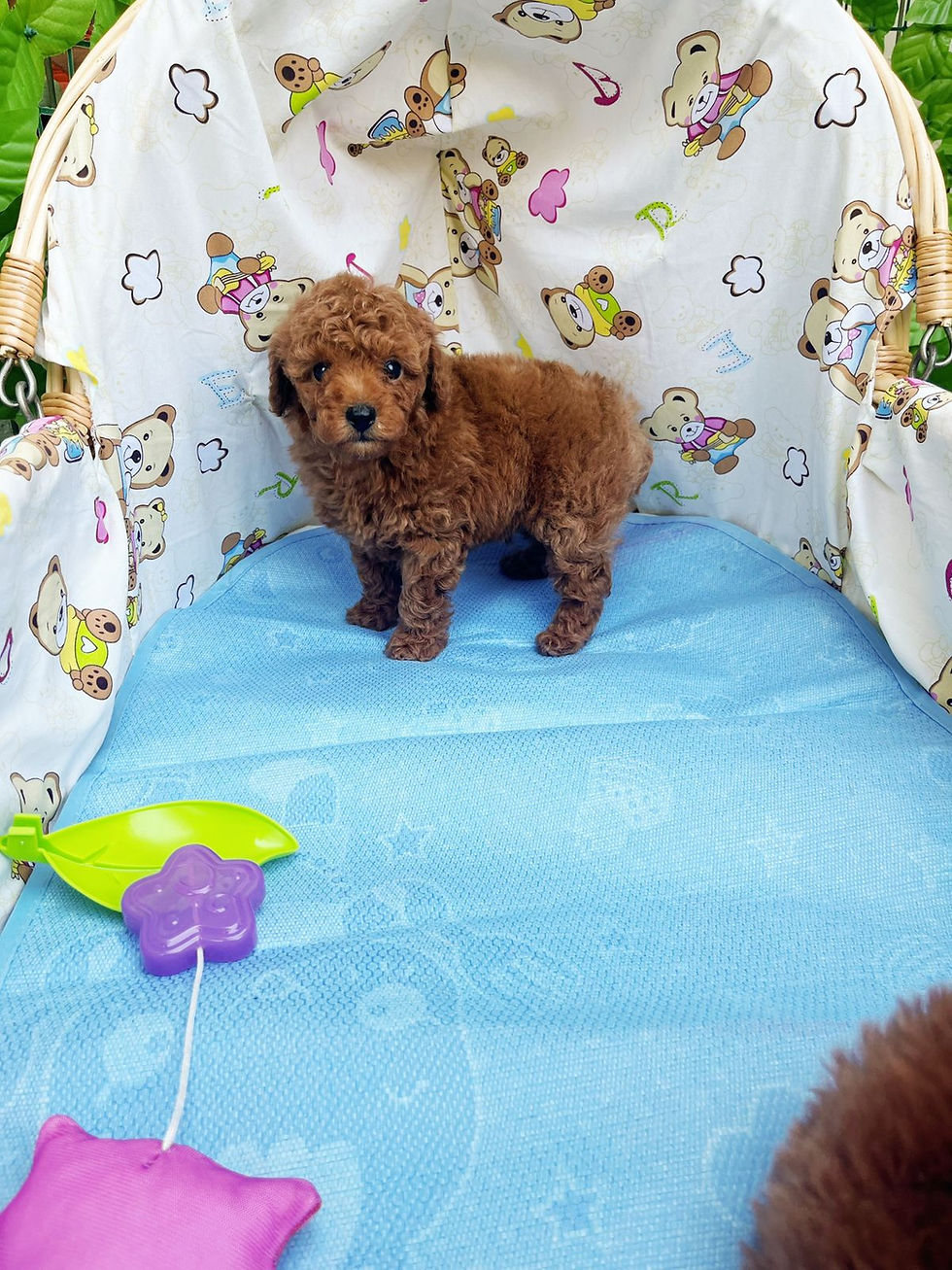 Thumbnail: Toy Poodle Pups