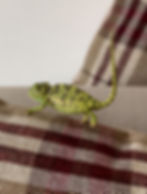 Chameleon