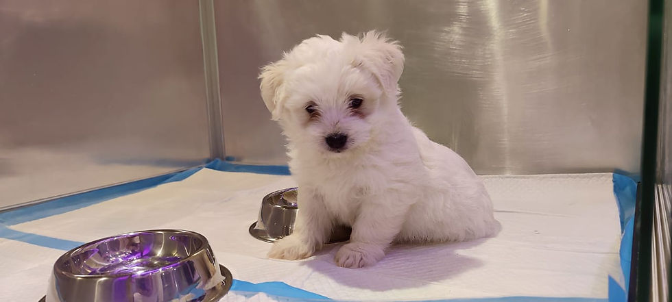 Thumbnail: Mini Maltese Puppy Available