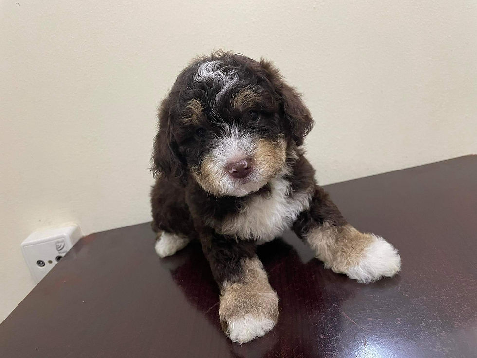 Thumbnail: Havanese puppies