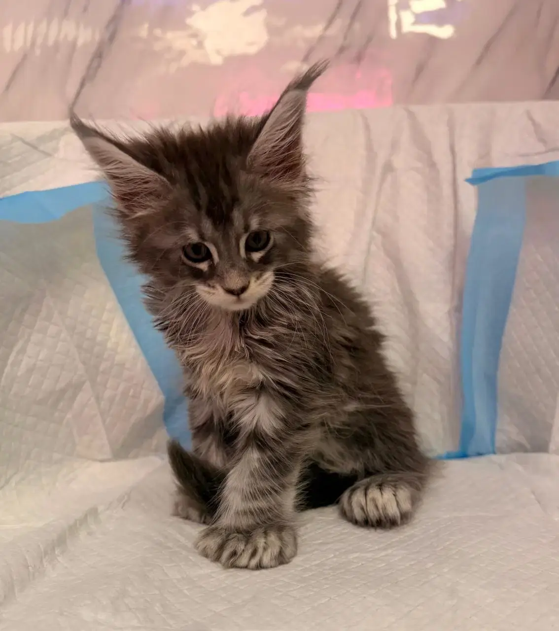 Chaton Maine Coon