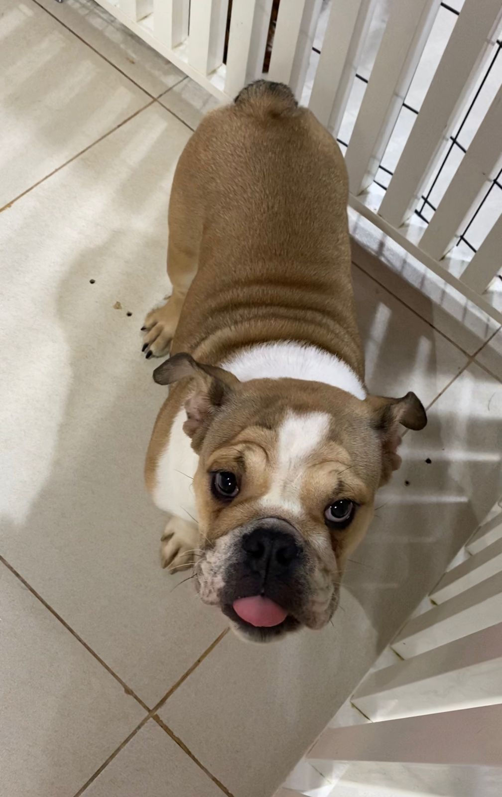 English bulldog female