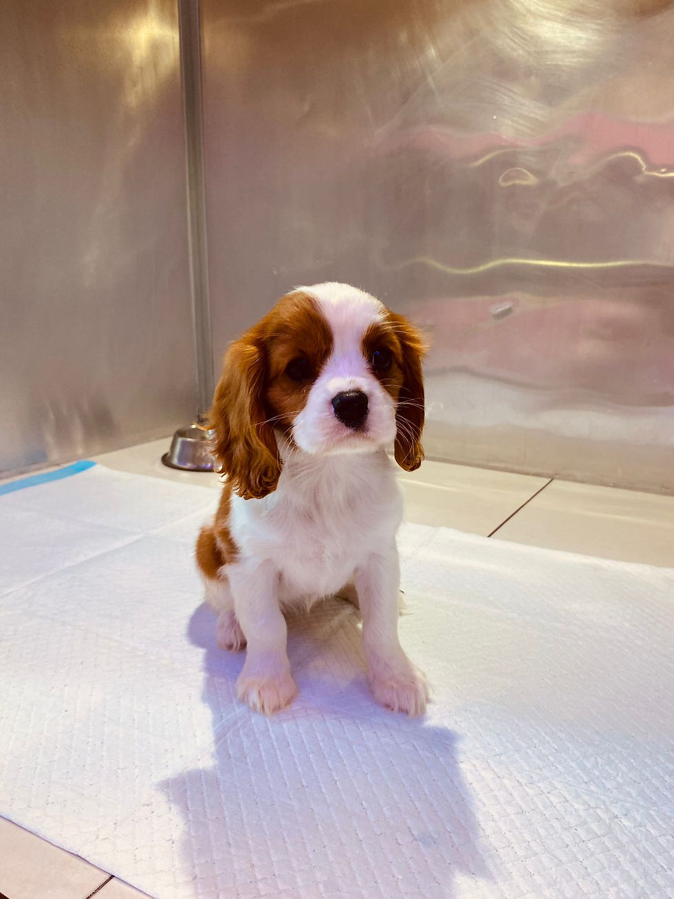 Thumbnail: King Charles Cavalier Female