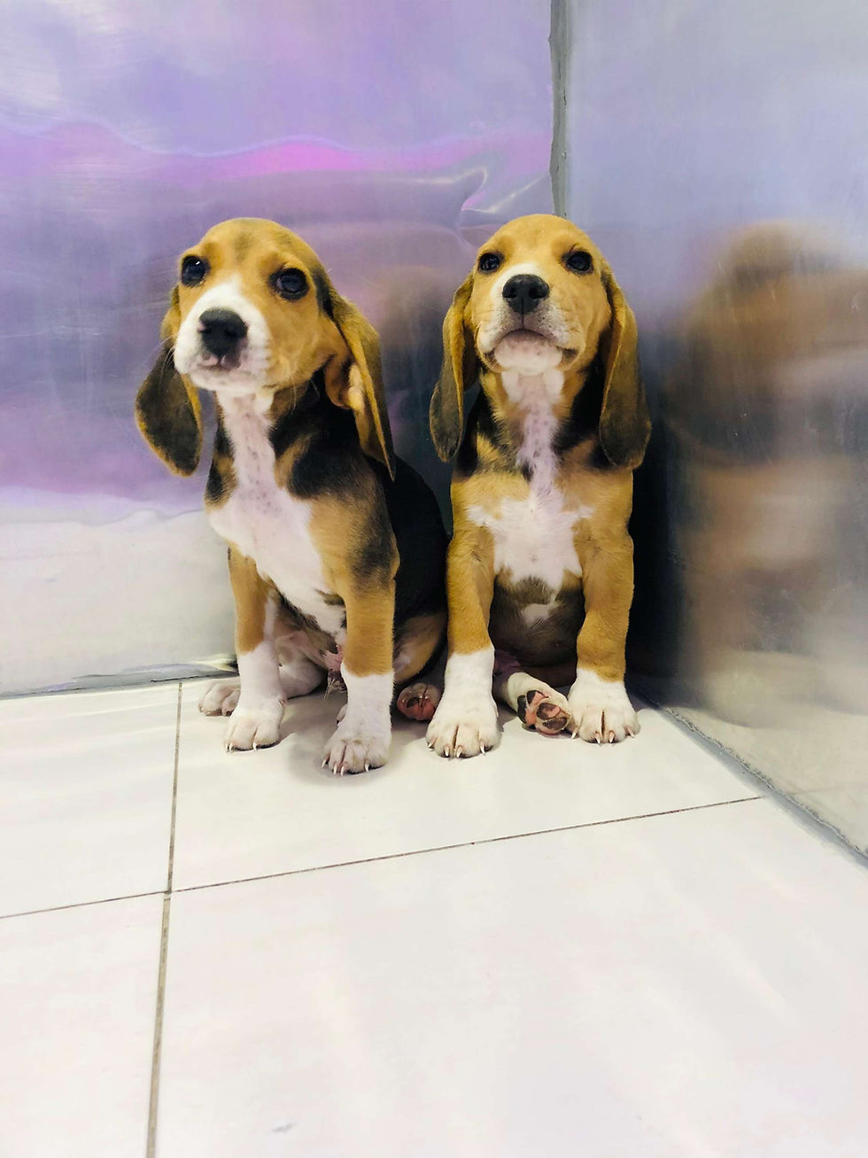 Миниатюра: Golden Brown Beagle puppies 2